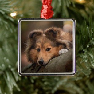 Ornement Carré Argenté Animaux de bébés cutest   Shetland Sheepdog Puppy