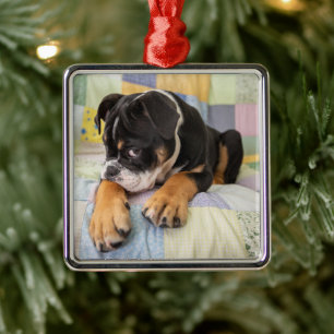 Ornement Carré Argenté Animaux de bébés cutest   Shy Old English Bulldog