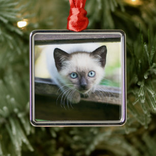 Ornement Carré Argenté Animaux de bébés cutest   Siamese Kitten 2