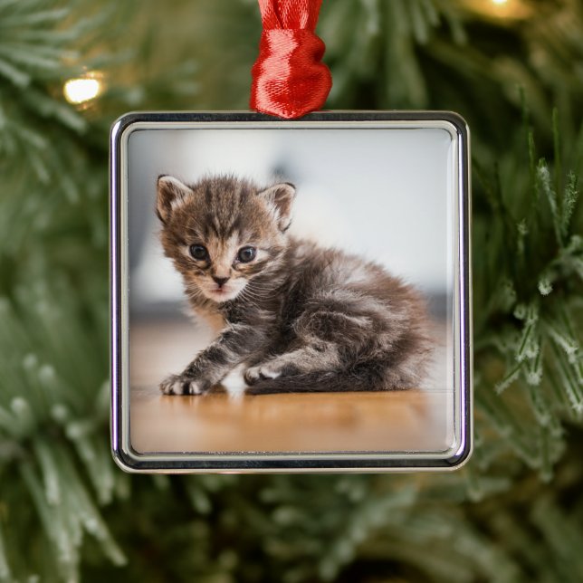 Ornement Carré Argenté Animaux de bébés cutest | Tiny Tabby Kitten (Arbre)