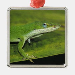 Ornement Carré Argenté Anolis vert, Anolis carolinensis, adulte sur un pa