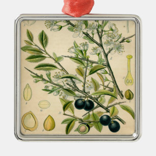 Ornement Carré Argenté Antique Blackthorn Botanique Imprimé Fleur Berry