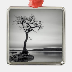Ornement Carré Argenté Arbre nu isolé
