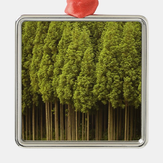 Ornement Carré Argenté Arbres de cèdre de Koya Sugi (Devant)