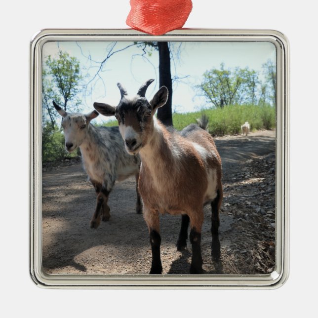 Ornement Carré Argenté Baka & LuLit, Happy Goats Ornament (Devant)