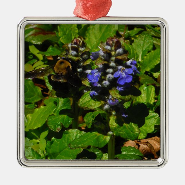 Ornement Carré Argenté Baume d'abeille pourpre et bourdon (Devant)