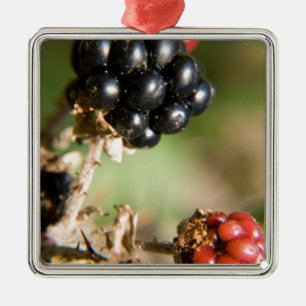 Ornement Carré Argenté Berries d'automne