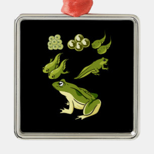 Ornement Carré Argenté Biologie - Cycle de vie de la grenouille