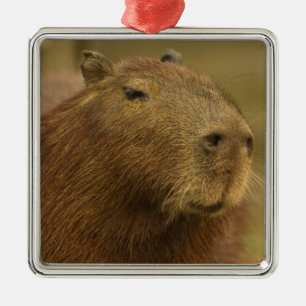 Ornement Carré Argenté Brésil, Pantanal, Matto Grosso. Capybara