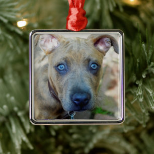 Ornement Carré Argenté Brindle Pit Bull Puppy by Shirley Taylor
