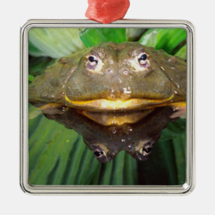 Ornement Carré Argenté Bullfrog, Pyxicephalus 2