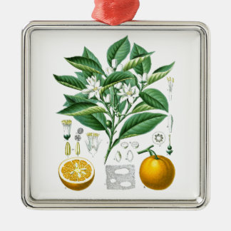 Ornement Carré Argenté Cadeau botanique de l'illustration no.1 d'agrumes