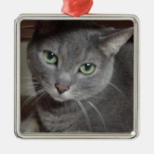 Ornement Carré Argenté Chat gris bleu russe