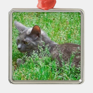 Ornement Carré Argenté Chat gris de Tortie