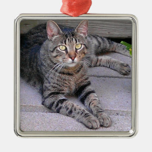 Ornement Carré Argenté Chat tigré Brown dehors