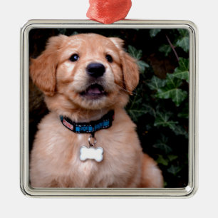 Ornement Carré Argenté Chien chiot mignon Golden Retriever Chien