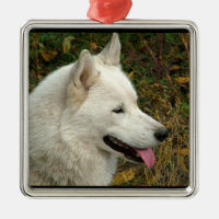 Chien de Malamute d'Alaska