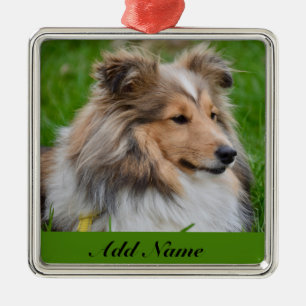 Ornement Carré Argenté Chien de Shetland personnalisé - Chien de Sheltie