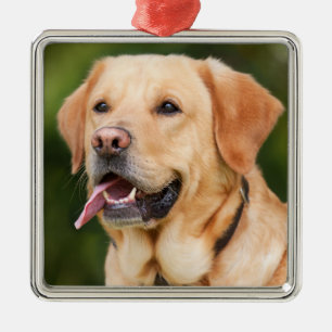 Ornement Carré Argenté Chien du Labrador jaune - Laboratoire