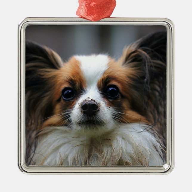 Ornement Carré Argenté Chien mignon de papillon (Devant)