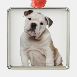 Ornement Carré Argenté Chiot anglais de bouledogue (2 mois)