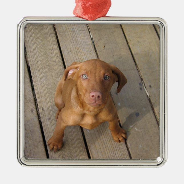 Ornement Carré Argenté chiot de vizsla (Devant)
