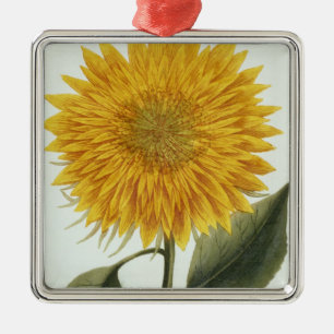 Ornement Carré Argenté Chrysanthème Indicum de 'Pythanthoza Iconograph