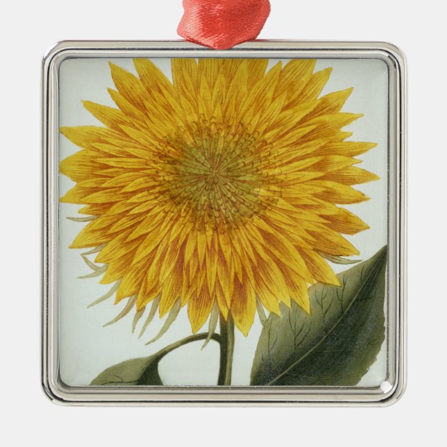 Ornement Carré Argenté Chrysanthème Indicum de 'Pythanthoza Iconograph (Devant)