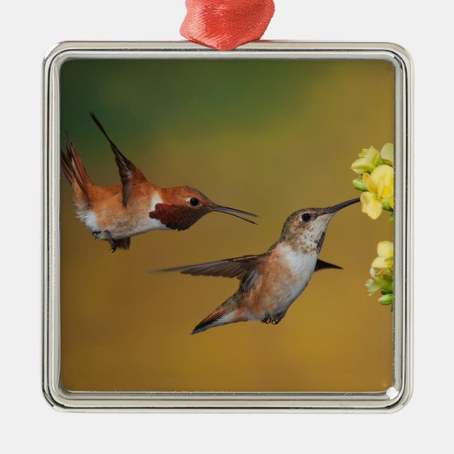 Ornement Carré Argenté Colibri Rufous de flottement (Devant)