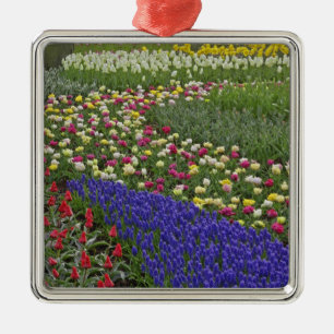 Ornement Carré Argenté Conception de jardin de jacinthe des vignes et de