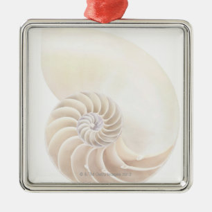 Ornement Carré Argenté Coquille de Nautilus, plan rapproché