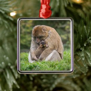 Ornement Carré Argenté Cutest Baby Animals Barbary Macaque Family