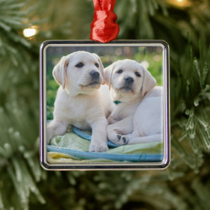Ornement Carré Argenté Cutest Baby Animals   Yellow Labrador Retrievers