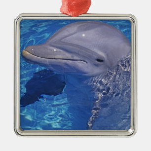 Ornement Carré Argenté Dauphin à gros nez, Tursiops Truncatus