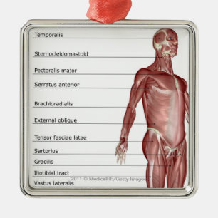 Ornement Carré Argenté Diagramme du système musculaire