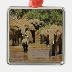 Ornement Carré Argenté Éléphants d'Afrique, Loxodonta Africana, Samburu