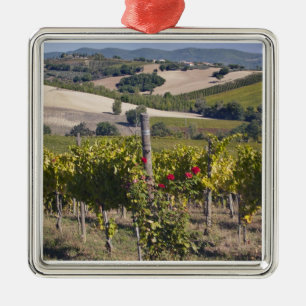 Ornement Carré Argenté Europe, Italie, Ombrie, près de Montefalco, Vignob