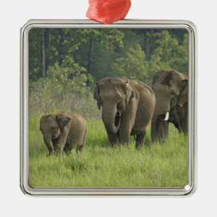 Ornement Carré Argenté Famille d'éléphants indiens