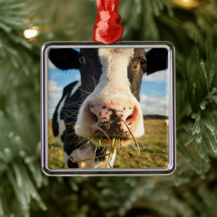 Ornement Carré Argenté Fermes Vache Holstein Chewing