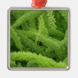 Ornement Carré Argenté Foxtail Fern, Asparagus densiflorus myers