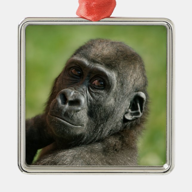 Ornement Carré Argenté Gorilla Youngster (Devant)