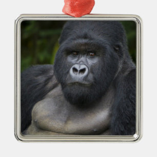 Ornement Carré Argenté Gorille de montagne et Silverback