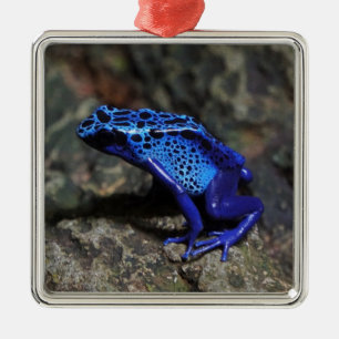 Ornement Carré Argenté Grenouille bleue poison, grenouille bleue vive