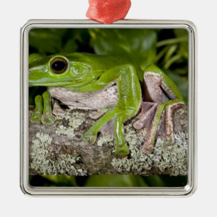 Ornement Carré Argenté Grenouille géante glissante, Polypedates dennysi s