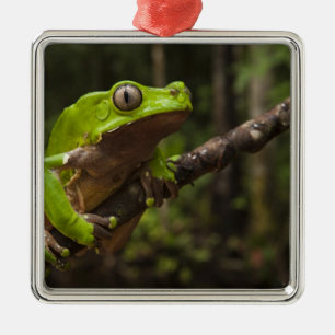 Ornement Carré Argenté Grenouille géante Phyllomedusa bicolor)