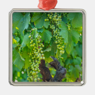 Ornement Carré Argenté Gros plan de raisins en maturation
