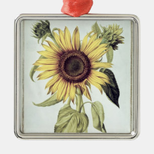 Ornement Carré Argenté Helianthus annuus de 'Velins du Roi Vol.36'