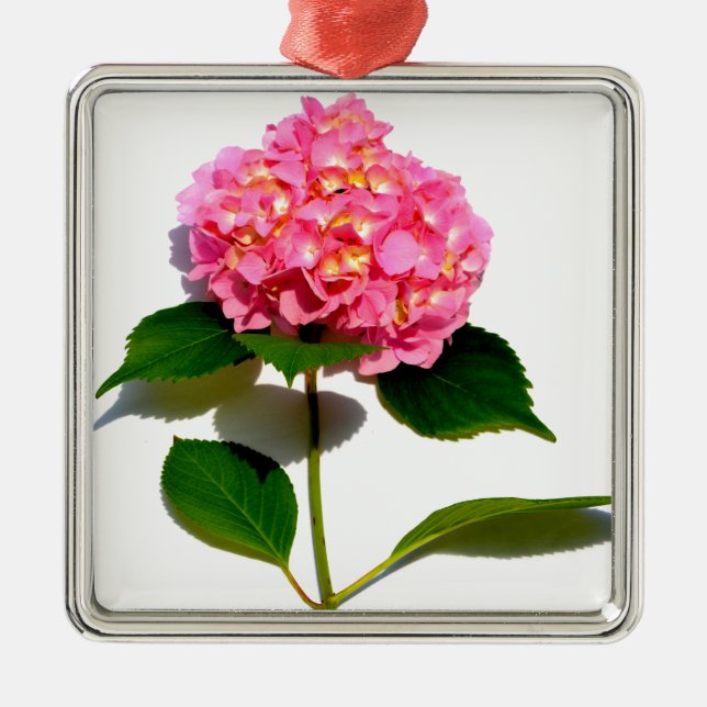 Ornement Carré Argenté Hydrangée rose fleur rose rose rose floral (Devant)