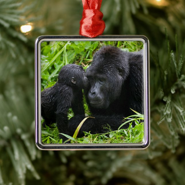 Ornement Carré Argenté Infant Mountain Gorilla Kisses Silverback (Arbre)