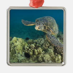 Ornement Carré Argenté La tortue verte, (Chelonia mydas), est la 2